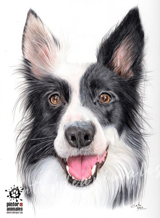 Border-Collie