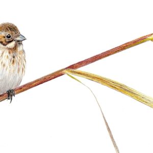 Reed Bunting