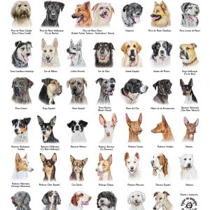 Las Razas Caninas Españolas