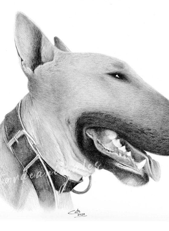 Bull-Terrier